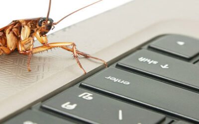 How to Avoid Office Pest Infestation: Regular Cleaning & Maintenance