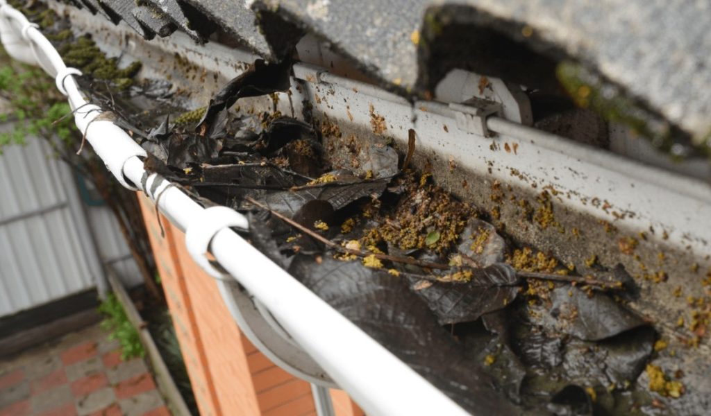 Gutter and Roof Cleaning