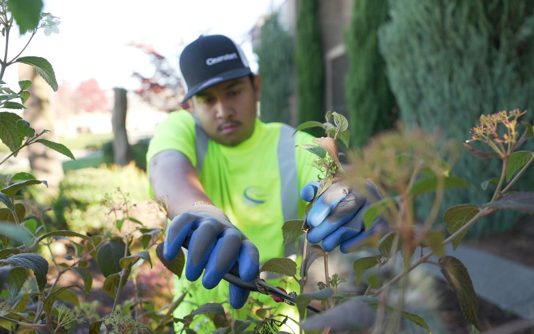 Transform Your Property with Expert Yard Cleanup Services